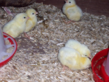 Lotty and Dotty with chicks 003 (600 x 450).jpg