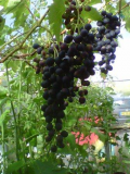 black grapes.jpg