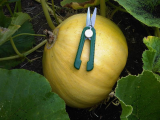 Pumpkin 2010.jpg