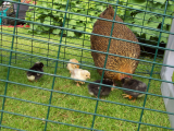 Chicks 17.06.2013 016 (2000 x 1500).jpg