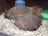 Bronze Turkey chicks day 1 004 (600 x 450).jpg