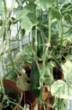 cucumbers 2012 640x480.jpg