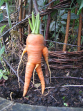 carrot man.jpg