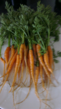 first carrots 30 May 2015.jpg