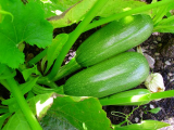 The green squashes growing.jpg