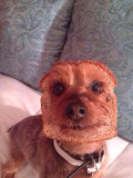 Bread dog.png