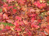Autumn red leaves.jpg