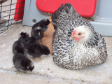 Snowy with Henry x Dolly & Daisys chicks 002.JPG