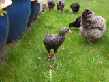 Barred Plymouth Rock cross chicks 004 (2000 x 1500).jpg