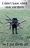 Lab with sticks.jpg