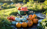 Pumpkin Harvest-1016.jpg