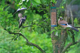 Jay-and-Woodpecker.jpg