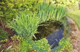 pond spring.jpg