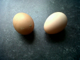 florence n Jemima first eggs 27 feb 2011.jpg