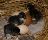 3 chicks small.jpg