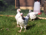 Chicks week 5-6 001 (508 x 381).jpg