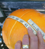 biggest pumpkin comp. 2015.jpg
