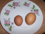 Welsummer bantam 1st egg 001 (600 x 450).jpg