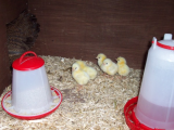 Lotty and Dotty with chicks 005 (600 x 450).jpg