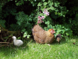 Turkey chicks first outing 008 (600 x 450).jpg