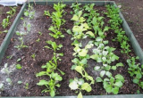 seedlings.jpg