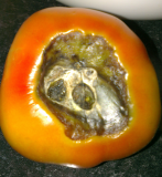 what's wrong with this tomato.jpg