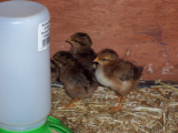 Lotty and Dotty with chicks 008 (600 x 450).jpg