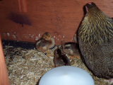 Lotty and Dotty with chicks 012 (600 x 450).jpg