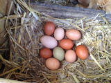 eggs on 11-4-12 web size.jpg