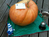 winning pumpkin.jpg