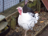12 weeks old turkey poults 019 (508 x 381).jpg