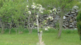 Bardsey Apple.jpg