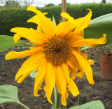 sunflower (568 x 553).jpg