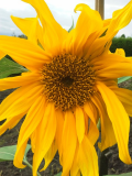 sunflower close up.jpg