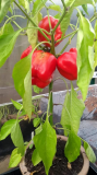 red peppers.jpg