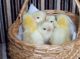 Light Sussex Bantam chicks 002 (671 x 503).jpg