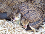 Bronze Turkey chicks day 1 009 (600 x 450).jpg