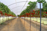 strawberry growing system.jpg