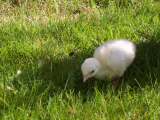 Turkey chicks first outing 018 (600 x 450).jpg