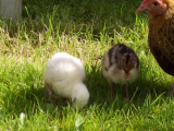 Turkey chicks first outing 019 (600 x 450).jpg