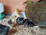 Quail chicks day 2 and chicks 051.JPG