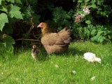 Turkey chicks first outing 003 (600 x 450).jpg