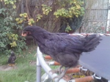 black chick 1.jpg