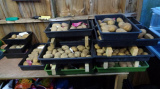 Potatoes Chitting.jpg