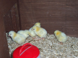 Lotty and Dotty with chicks 007 (600 x 450).jpg