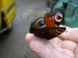 peacock butterfly 29 jan 12.jpg