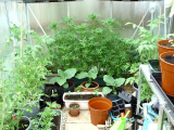 Greenhouse 11 june 2012 - a busy place.jpg