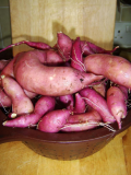 Sweet potato crop.jpg