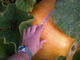 Pumkin  17 08 10.jpg