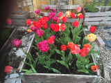 tulips 1.jpg